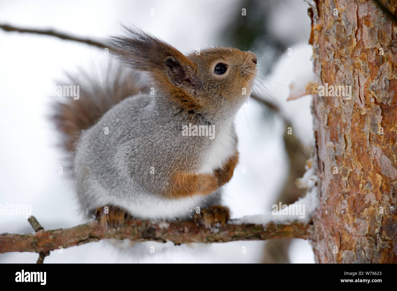 Eurasischen Eichhörnchen (Sciurus vulgaris) auf verschneiter Baum, Finnland sitzen. Februar. Stockfoto