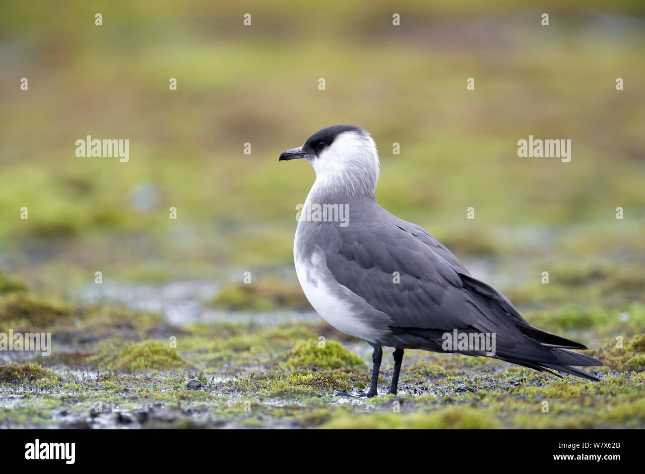 Schmarotzerraubmöwe (Eulen parasiticus) Svalbard, Norwegen. Juli. Stockfoto