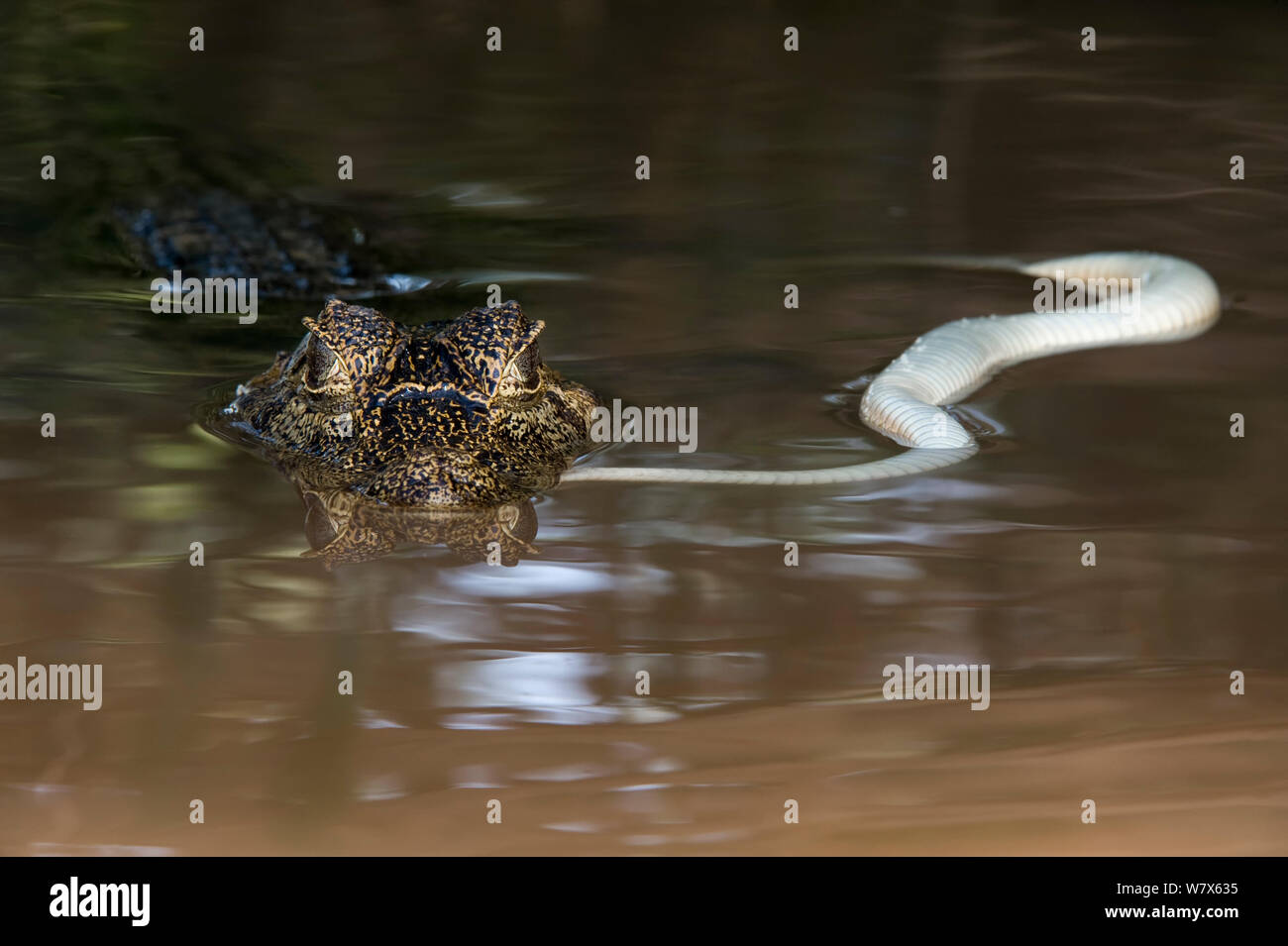 Spectacled Kaimane (Caiman crocodilus) Fütterung mit Schlange, Mato Grosso, Pantanal, Brasilien. August. Stockfoto