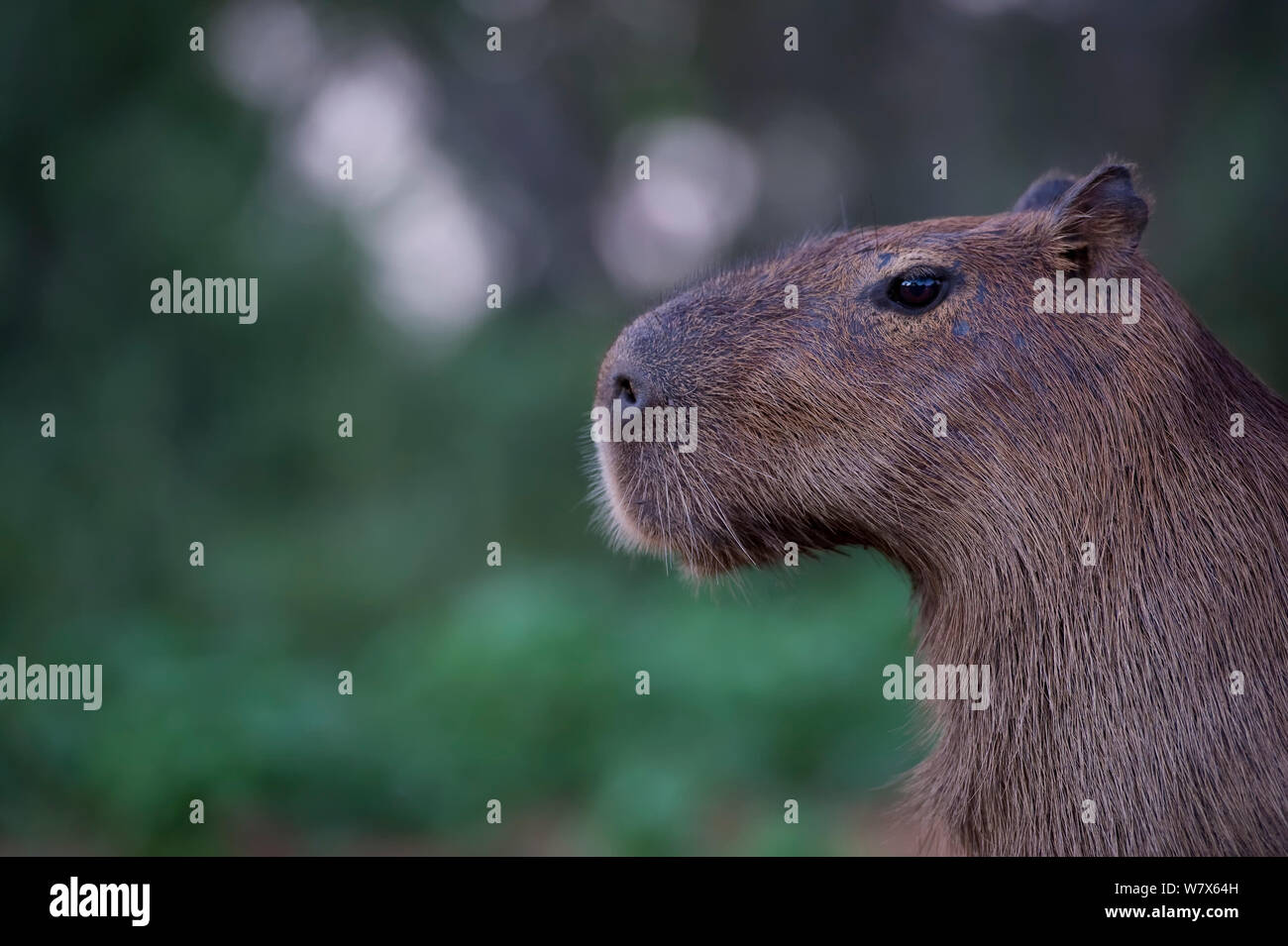 Capybara (Hydrochoerus hydrochaeris) Porträt, Mato Grosso, Pantanal, Brasilien. August. Stockfoto