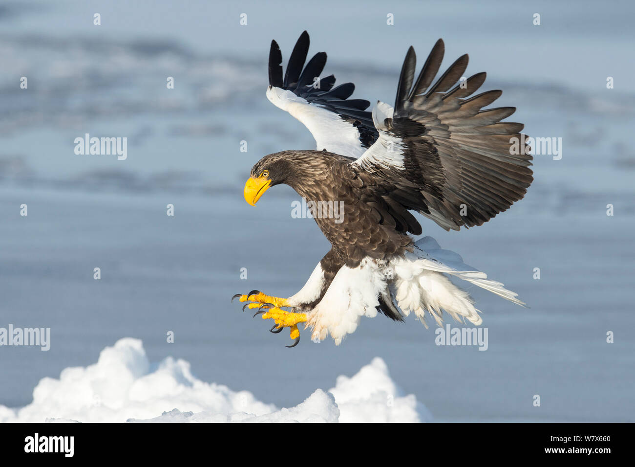 Der Steller Seeadler (Haliaeetus pelagicus) Landung, Hokkaido, Japan. Februar. Stockfoto