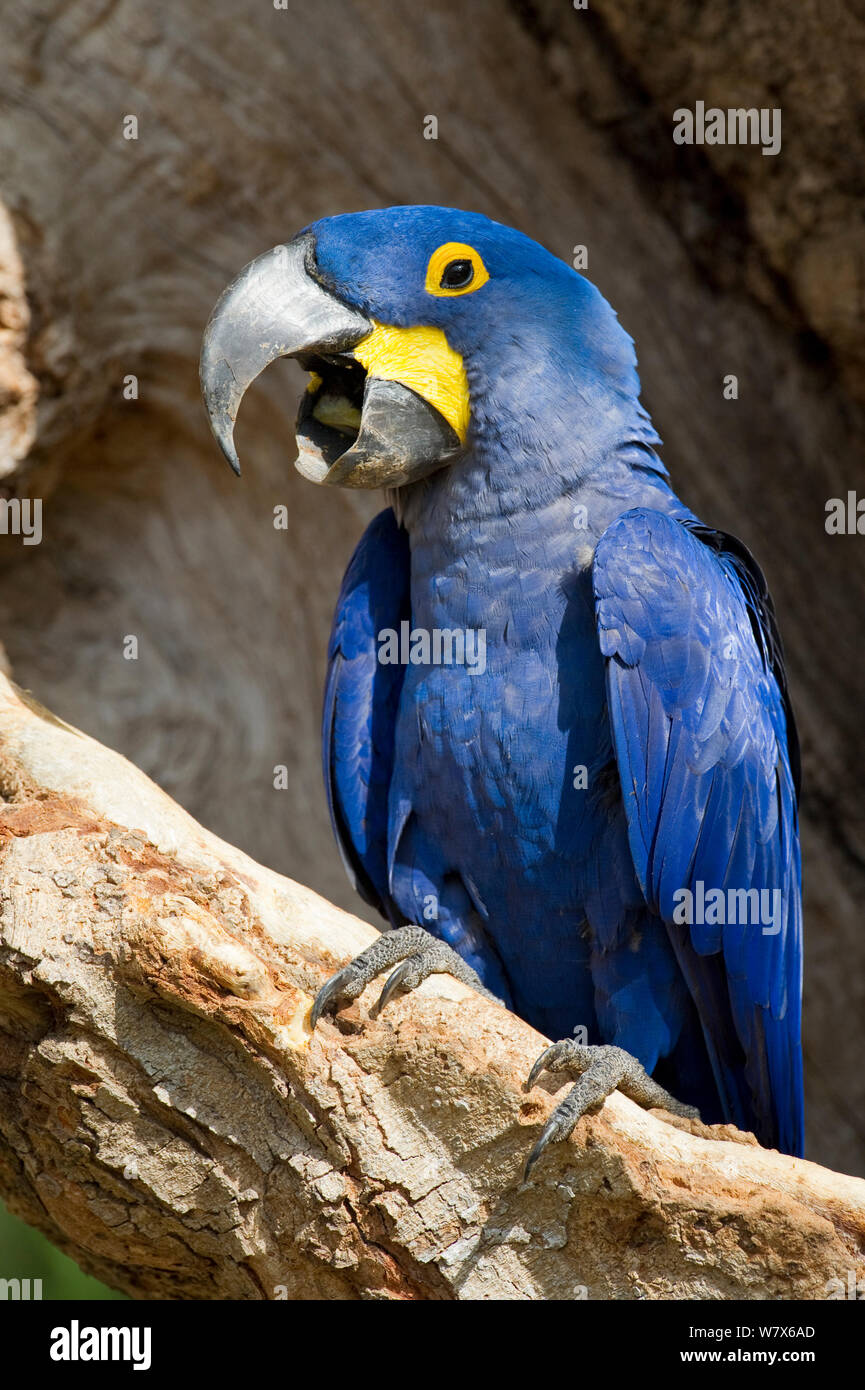 Hyazinthara (Anodorhynchus hyacinthinus) vocalizing am Eingang zum Nest, Piaui, Brasilien. Juli. Stockfoto