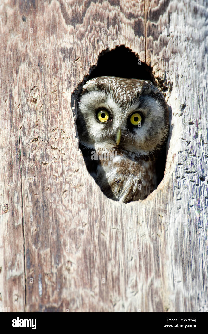 Tengmalm's Owl, boreale Owl (Aegolius funereus) aus seinem Nest Loch, Norwegen suchen. Stockfoto