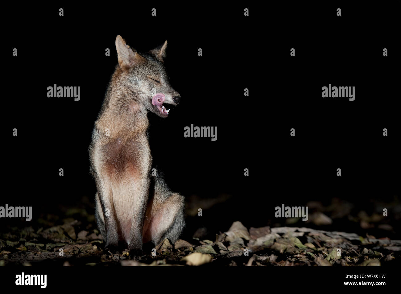 Krabbe - Essen Fox (Cerdocyon thous) in der Nacht auf Nahrungssuche, Mato Grosso, Pantanal, Brasilien. Juli. Stockfoto