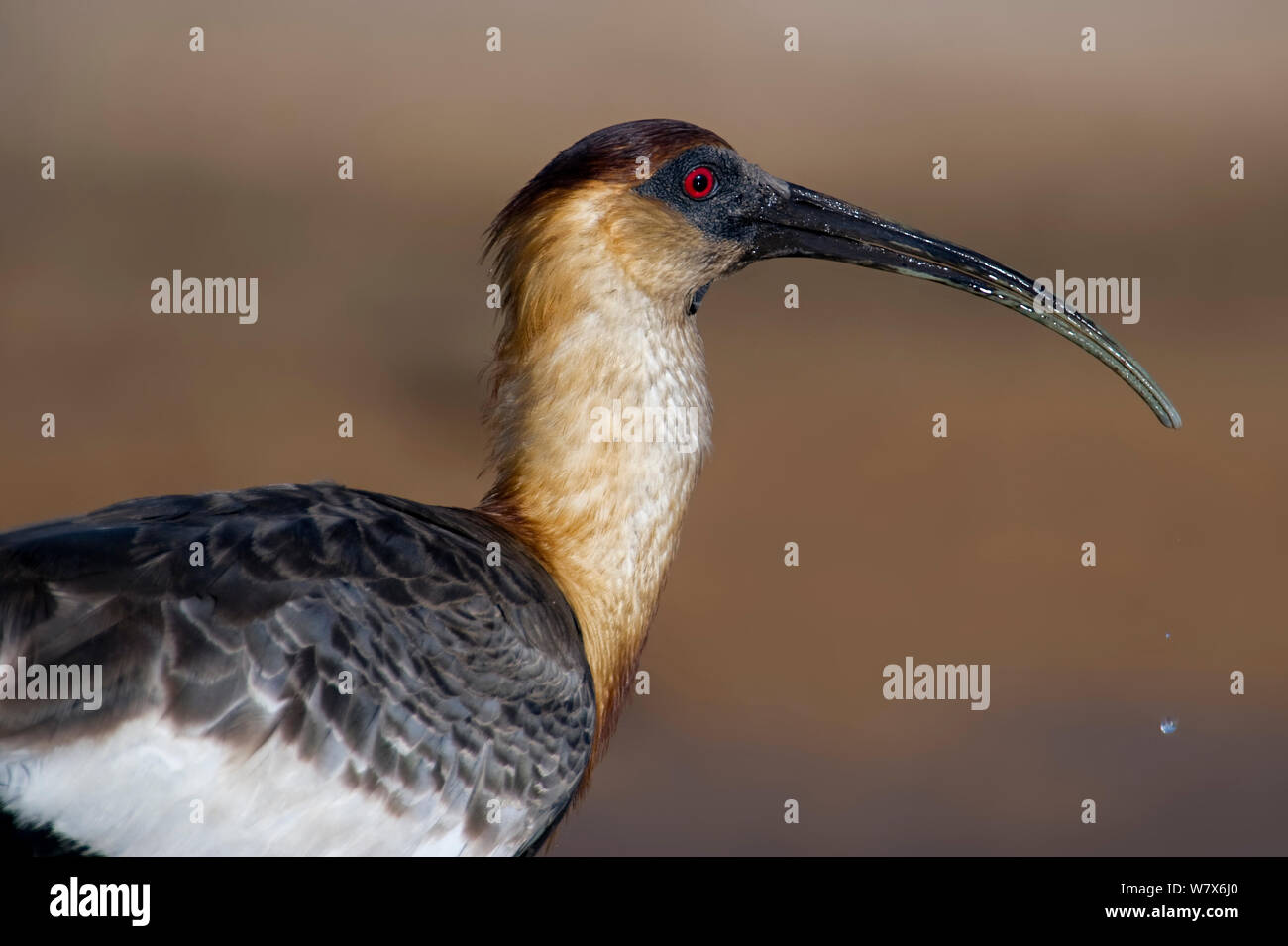 Buff-necked Ibis (Theristicus caudatus) Mato Grosso, Pantanal, Brasilien. August. Stockfoto