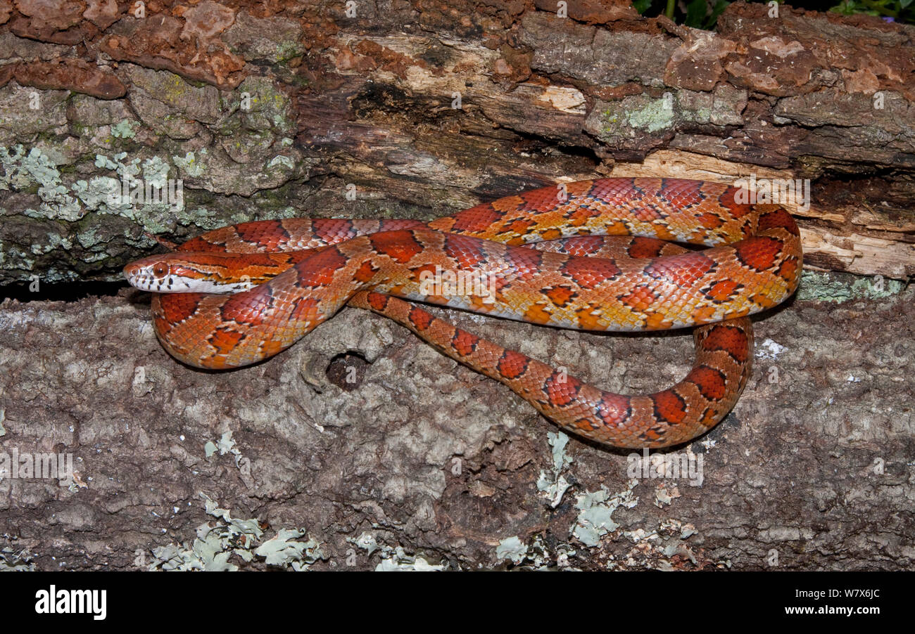Corn snake (Pantherophis guttatus), kontrollierten Bedingungen. Norden Flroida, USA. Stockfoto