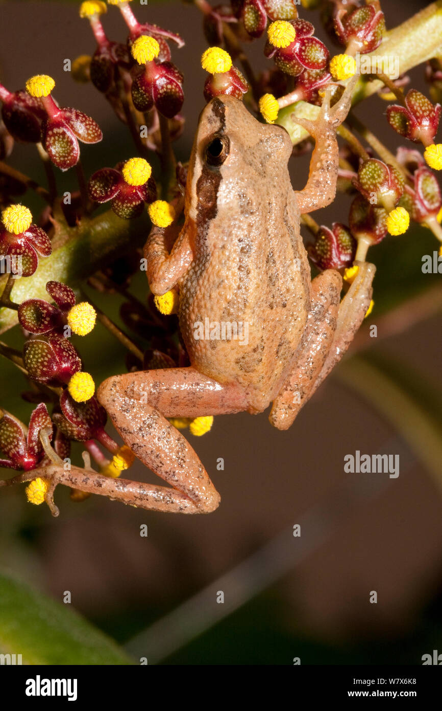 Südöstlichen chorus Frosch (Pseudacris feriarum). West Florida, Freiheit Co., USA, März. Stockfoto