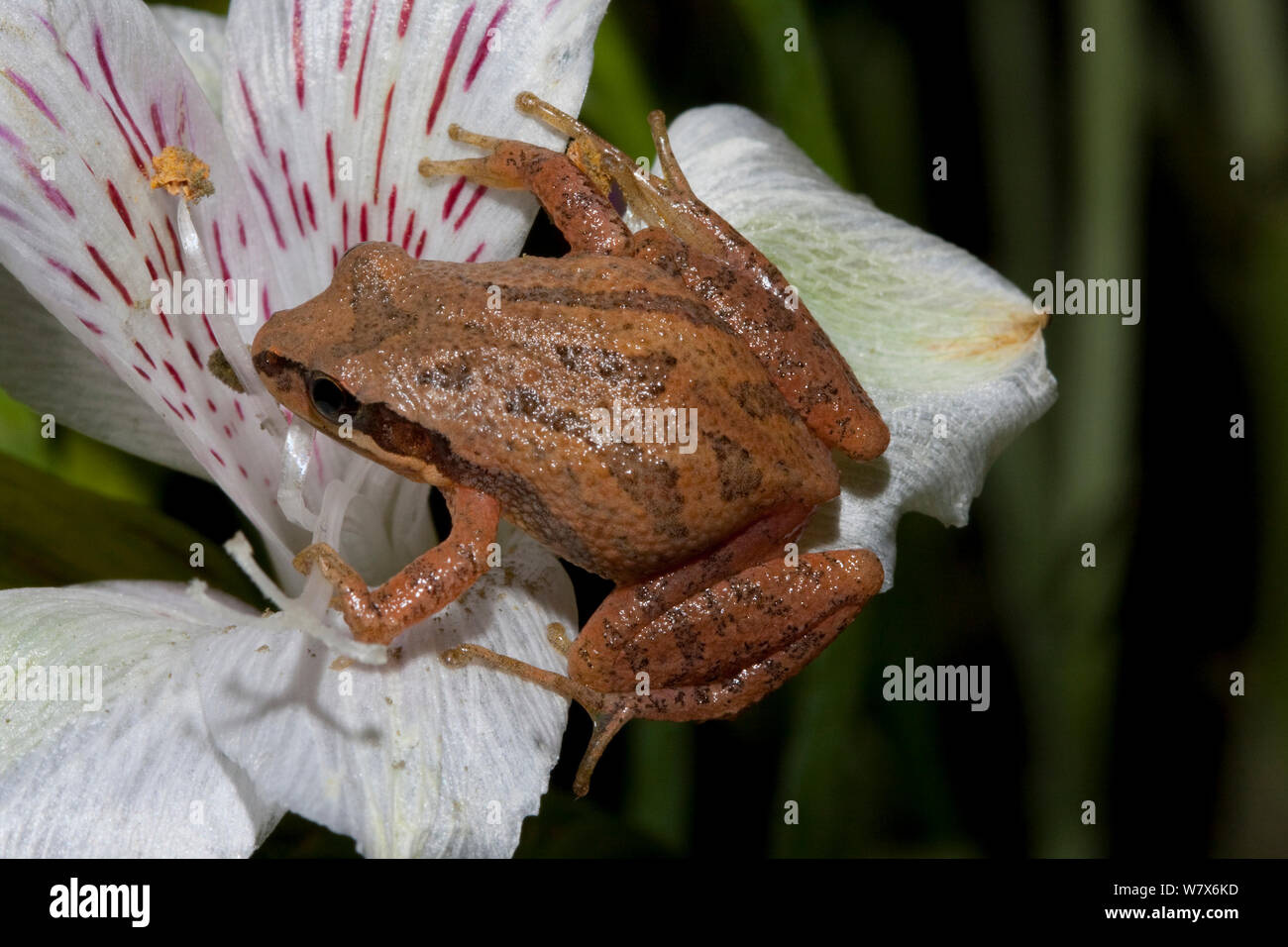 Südöstlichen chorus Frosch (Pseudacris feriarum) auf Blume. West Florida, Freiheit Co., USA, März. Stockfoto