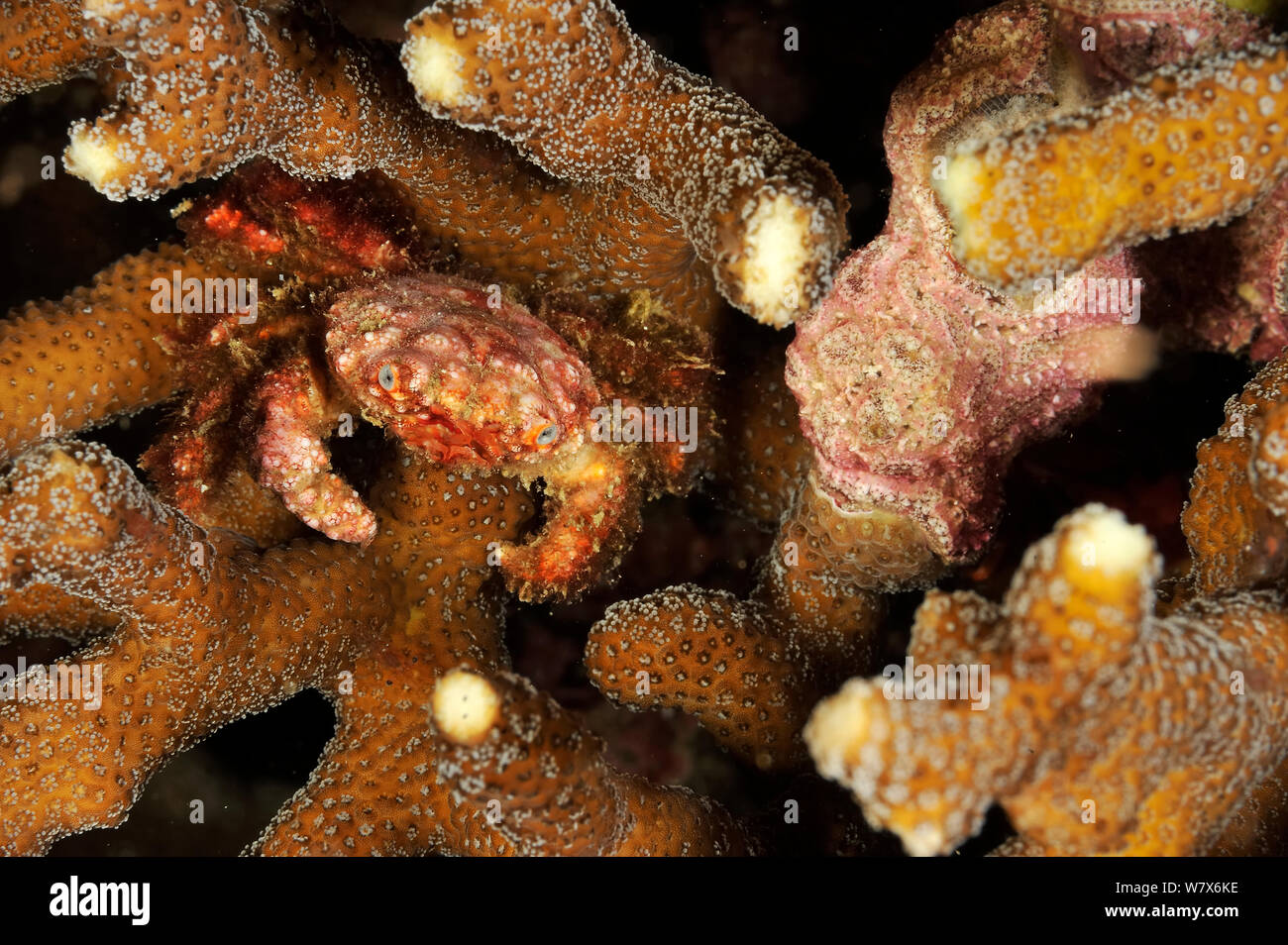 Krabbe möglicherweise schrecklichen Krebse (Daldorfia horrida) in harten Korallen, Küste von Dhofar und Hallaniyat Islands, Oman. Arabische Meer. Stockfoto