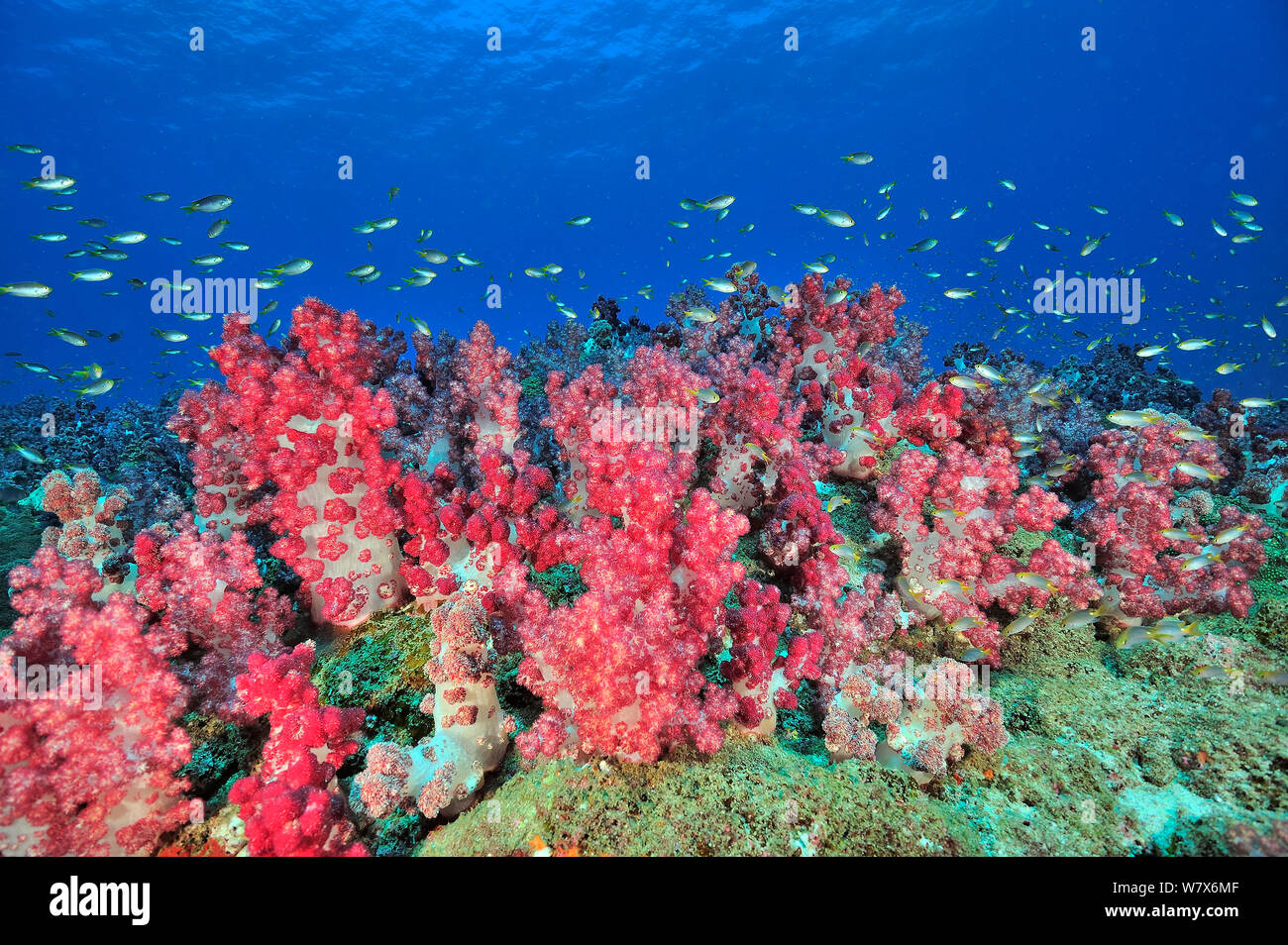 Riff mit Weichkorallen (dendronephthya) mit Ternate (Chromis chromis Ternatensis), Küste von Dhofar und Hallaniyat Islands, Oman bedeckt. Arabische Meer. Stockfoto