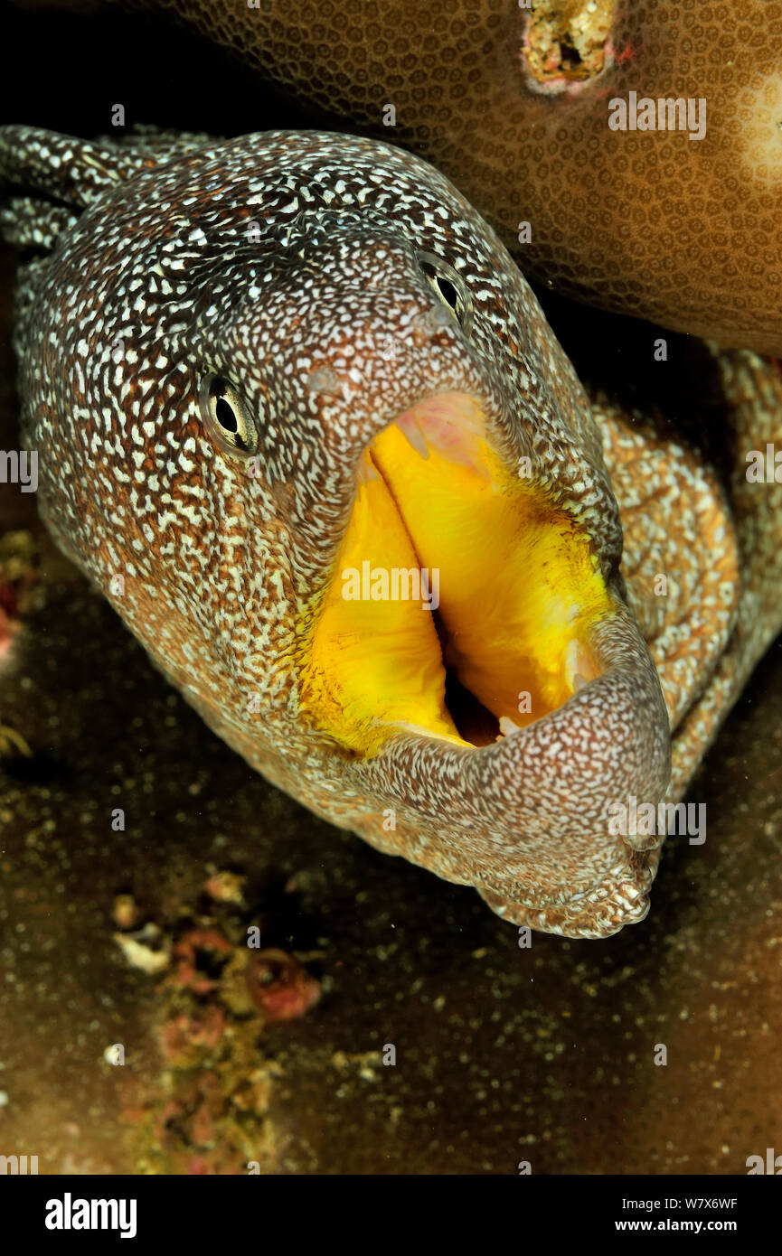 Lycodontis nudivomer Fotos und Bildmaterial in hoher Auflösung Alamy