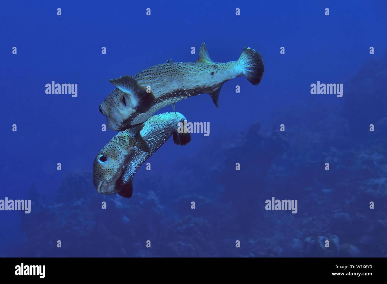 Paar umwerben Gemeinsame porcupinefish (Diodon hystrix), San Salvador Island/Colombus Island, Bahamas. Karibik. Stockfoto