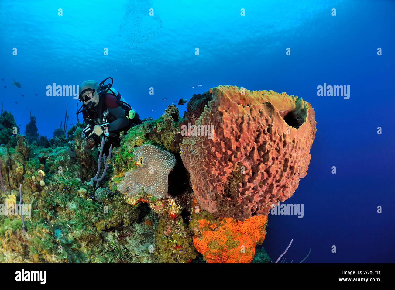 Taucher an Korallenriff mit Riesen fass Schwamm (Xestospongia muta), Elephant ear Schwamm (Agelas clathrodes) und Korallen, San Salvador/Colombus Island, Bahamas. Karibik. Juni 2013. Stockfoto