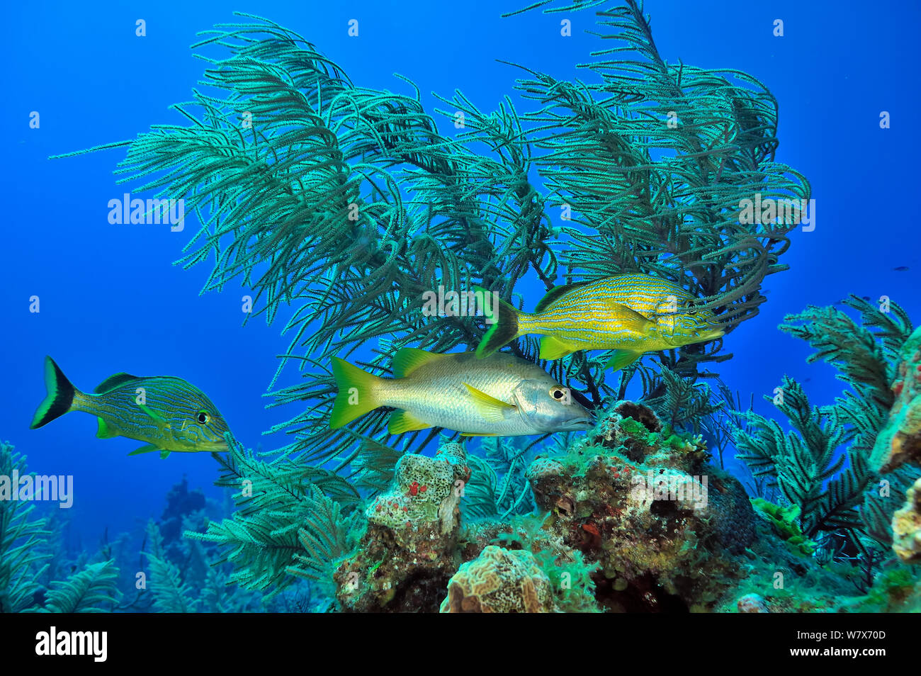 Zwei Bluestriped/Wildschweine Grunzen (Haemulon sciurus) und ein Schulmeister/Dogtooth Schnapper (Lutjanus apodus) vor einem Meer Stange (Plexaura/Eunicea), San Salvador Island/Colombus Island, Bahamas. Karibik. Stockfoto