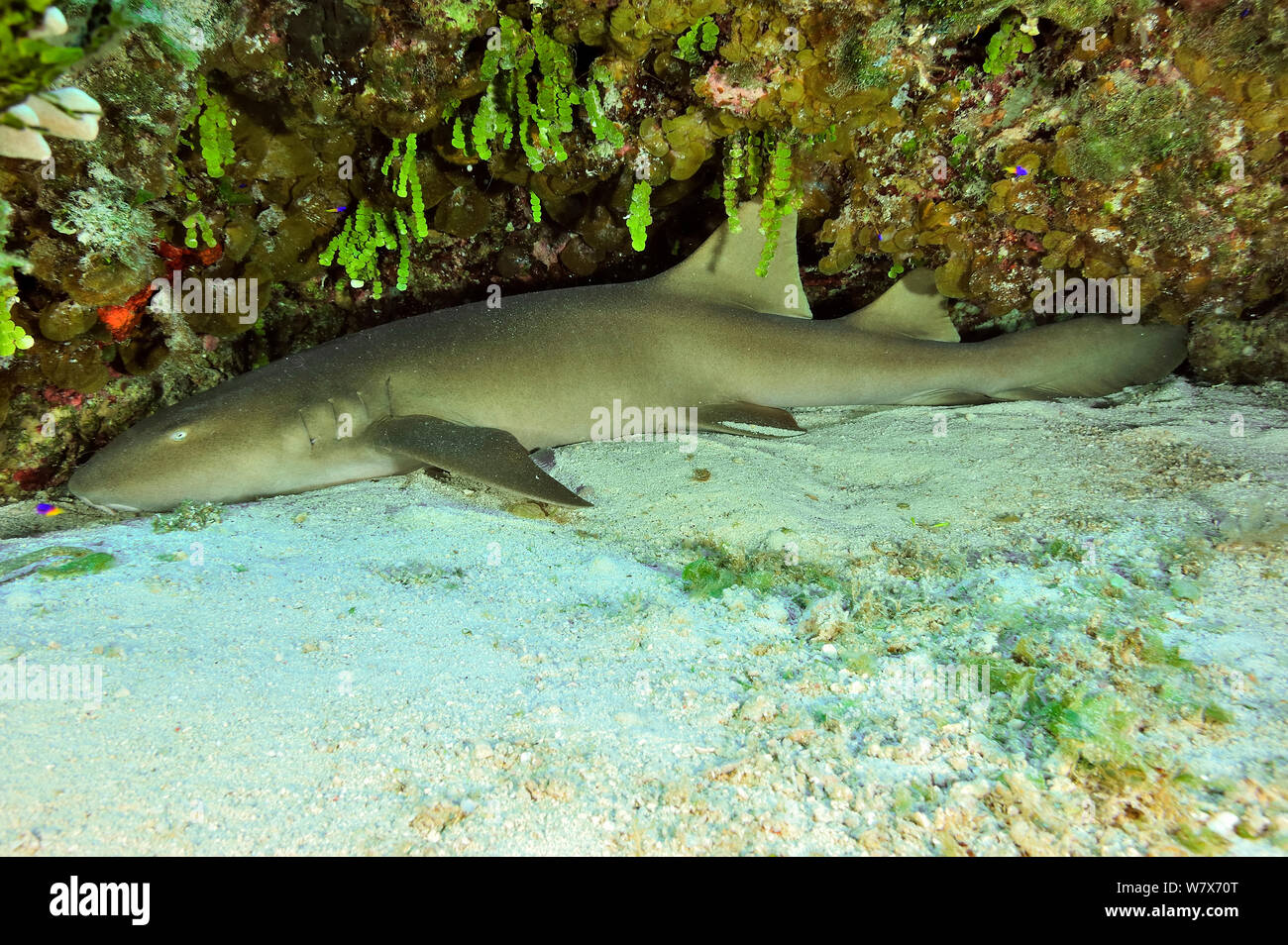 Atlantic Ammenhai (Ginglymostoma cirratum), San Salvador Island/Colombus Island, Bahamas. Karibik. Stockfoto