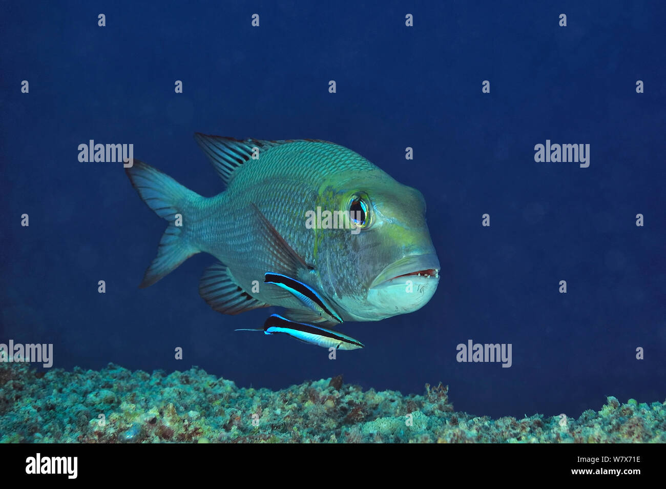 Bluestreak cleaner Lippfische (Labroides dimidiatus) Reinigung Großaugenthun Kaiser (Monotaxis grandoculis) Sudan. Das rote Meer. Stockfoto