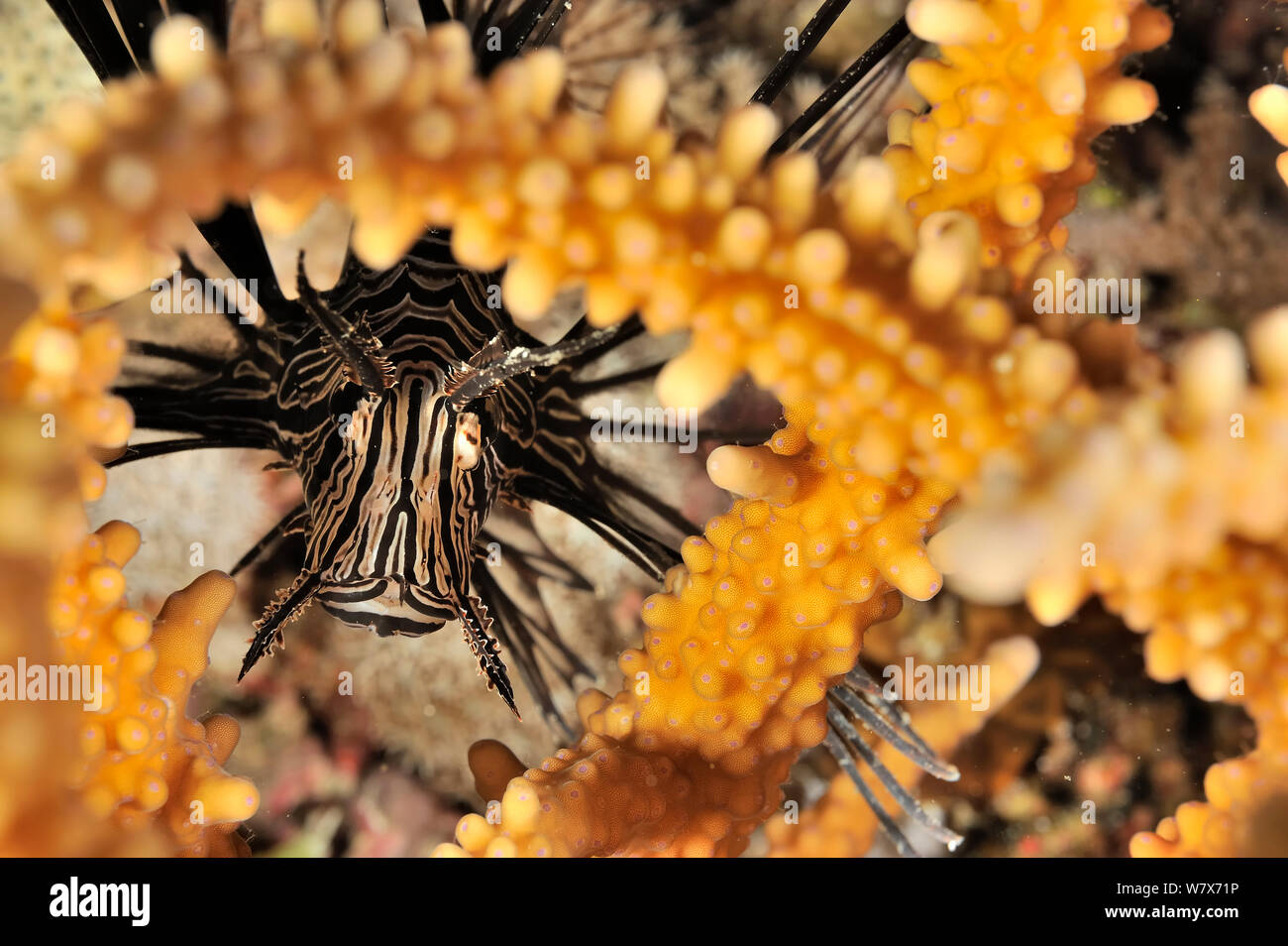 Gemeinsame Rotfeuerfische (Pterois volitans) hinter einem Korallenriff, Sudan verstecken. Das rote Meer. Stockfoto