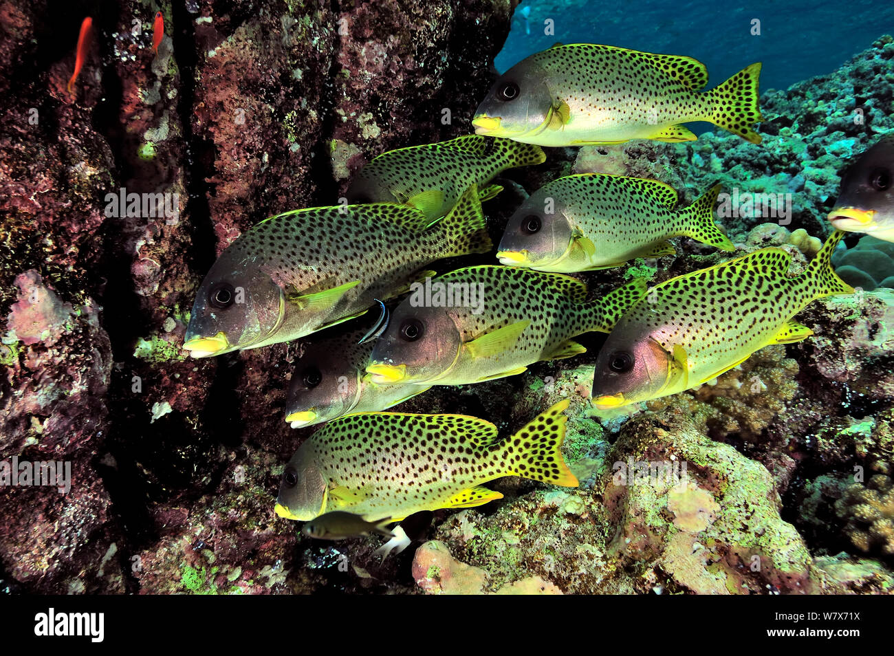 Gruppe von süßlippen (Plectorhinchus gaterinus Blackspotted) auf Coral Reef, Sudan. Das rote Meer. Stockfoto