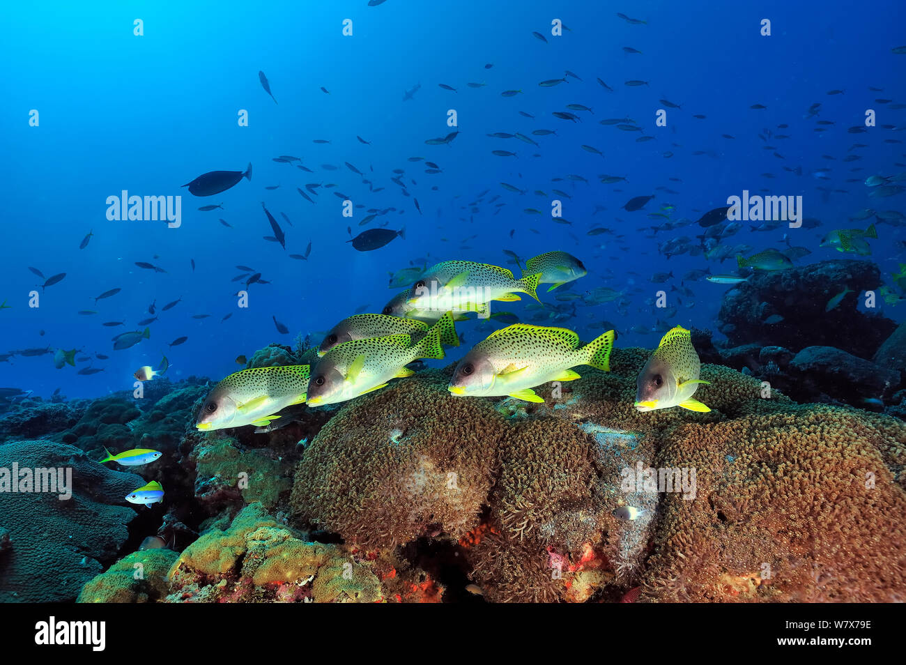 Korallenriff Plectorhinchus gaterinus Blackspotted Süßlippen () Madagaskar. Indischen Ozean. Stockfoto