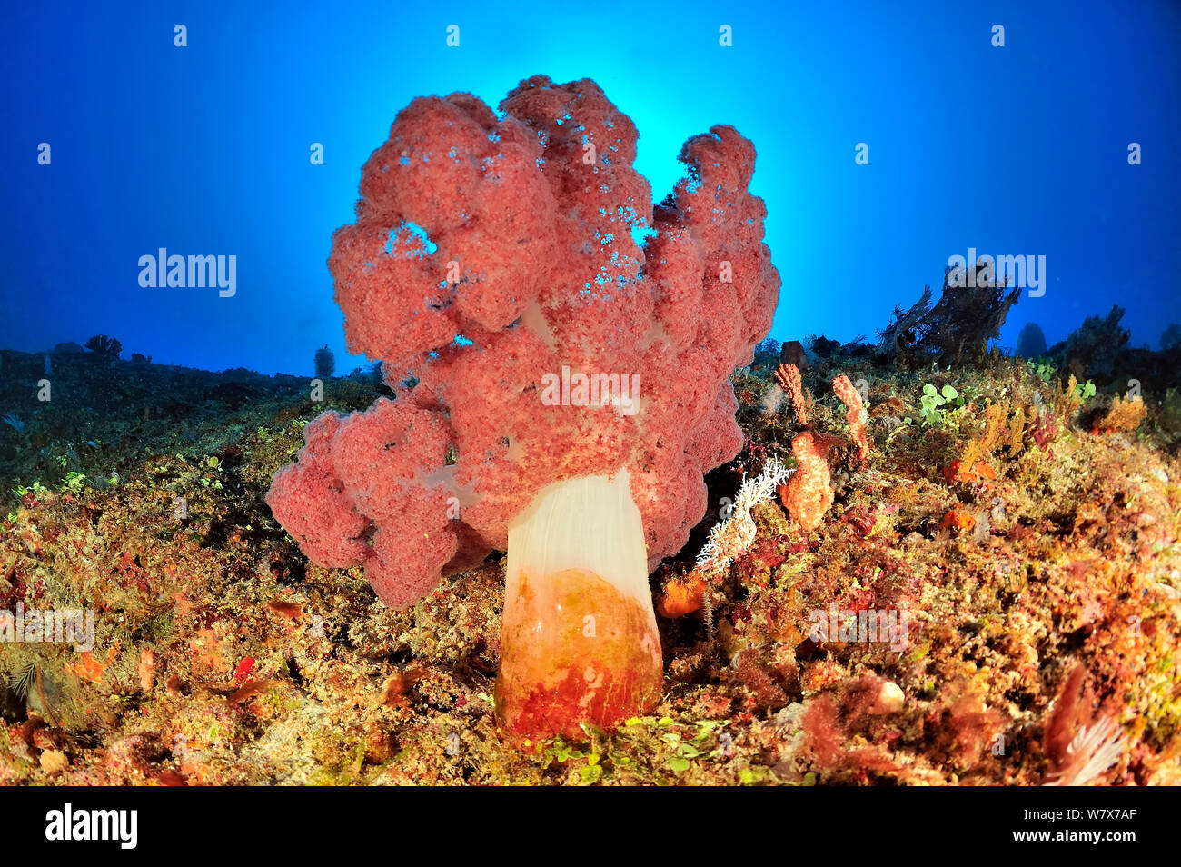 Coral drop off mit Weichkorallen (dendronephthya) Madagaskar. Indischen Ozean. Stockfoto