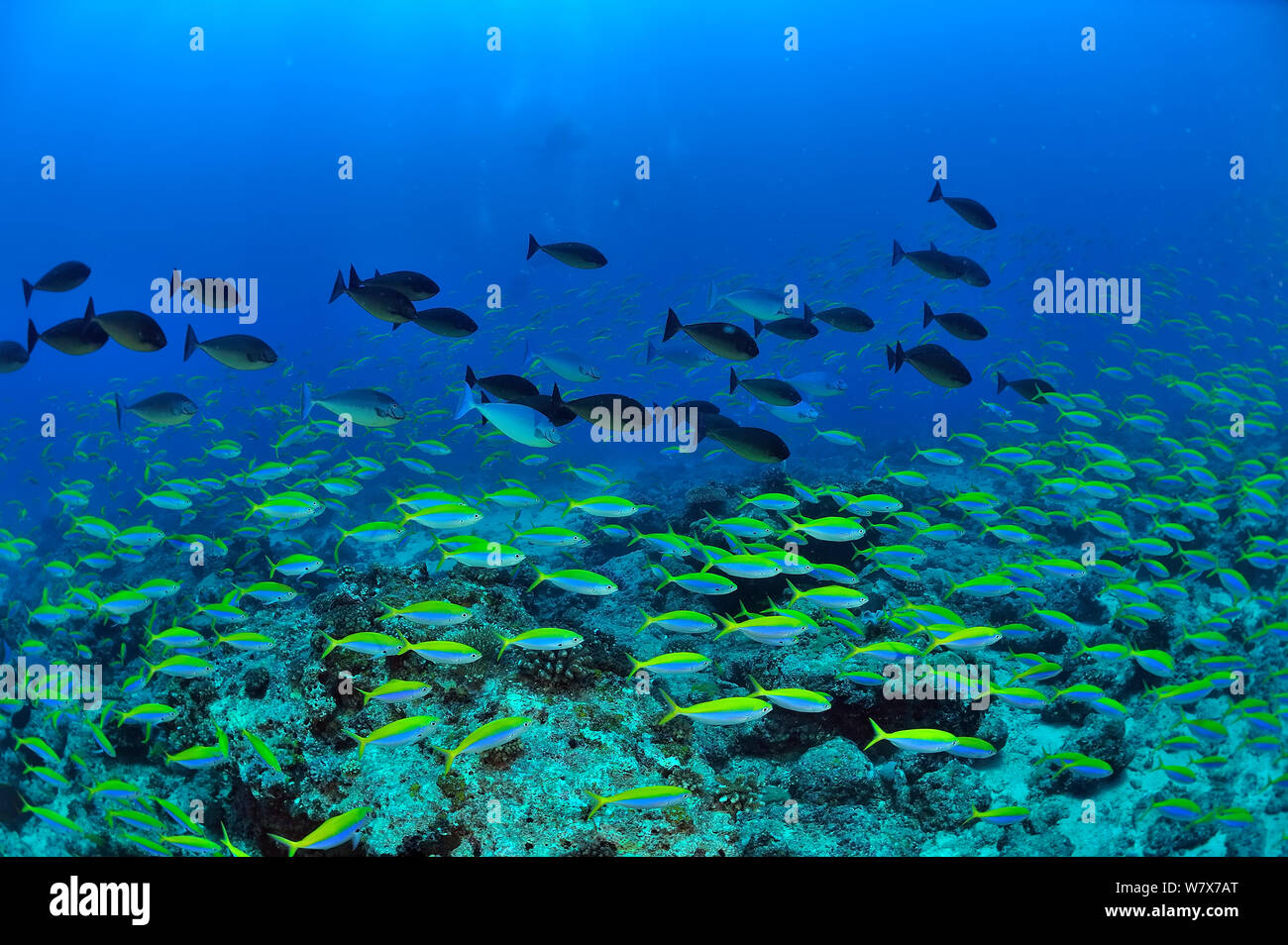 Schule von Yellowback Füsiliere (Caesio xanthonota) und Bluekeel hexacanthus Nasendoktorfisch (NASO) Madagaskar. Indischen Ozean. Stockfoto