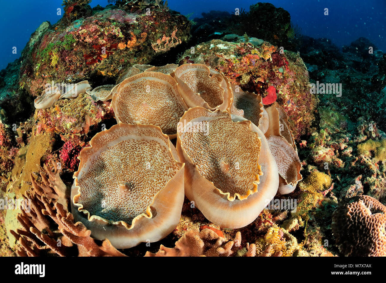 'S Elephant ear Anemonen (Amplexidiscus fenestrafer) Madagaskar. Indischen Ozean. Stockfoto