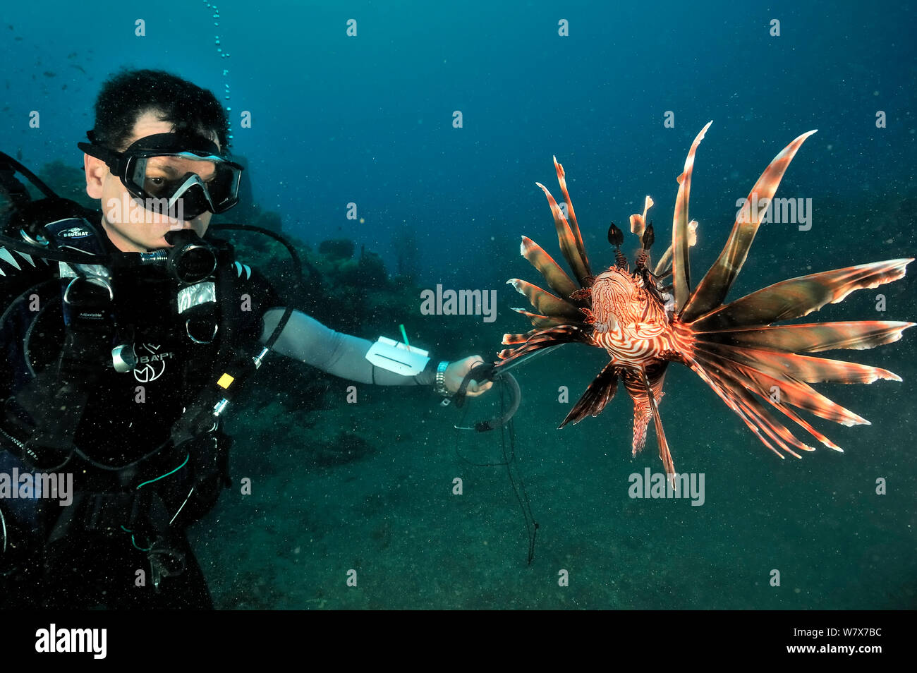 Franck Mazeas, Guadeloupe Wissenschaftler schießen eine Gemeinsame Rotfeuerfische (Pterois volitans) mit einem Speer Gewehr. Eingeführte Arten, Guadeloupe Insel, Mexiko. Karibik. Stockfoto