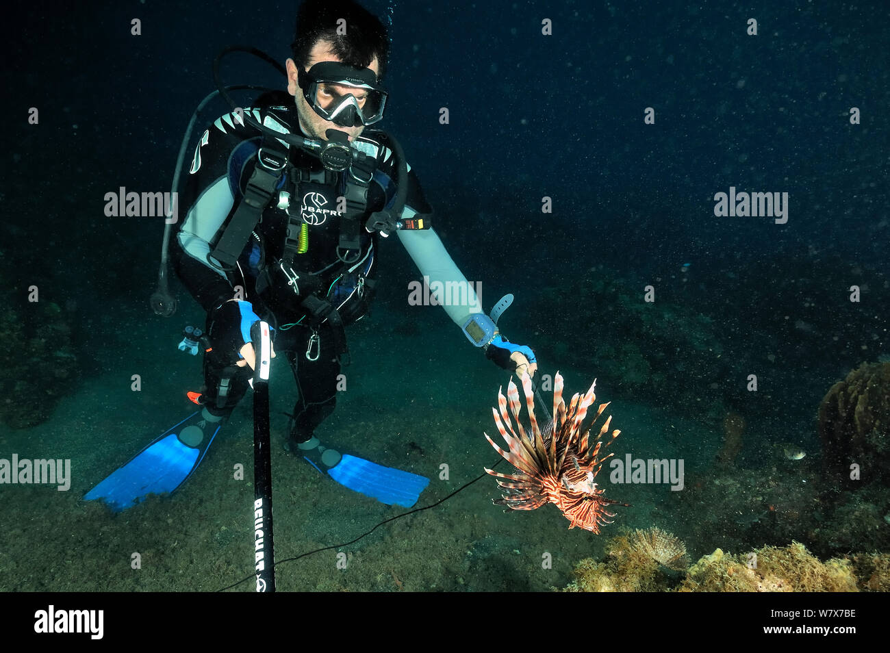 Franck Mazeas, Guadeloupe Wissenschaftler schießen eine Gemeinsame Rotfeuerfische (Pterois volitans) mit einem Speer Gewehr. Eingeführte Arten, Guadeloupe Insel, Mexiko. Karibik. Stockfoto