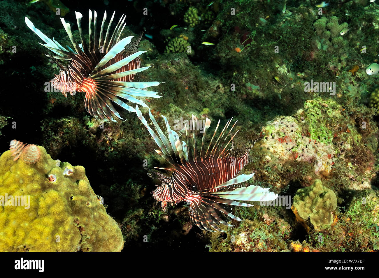 Gemeinsame Rotfeuerfische (Pterois volitans) eingeführten Arten, Guadeloupe Insel, Mexiko. Karibik. Stockfoto