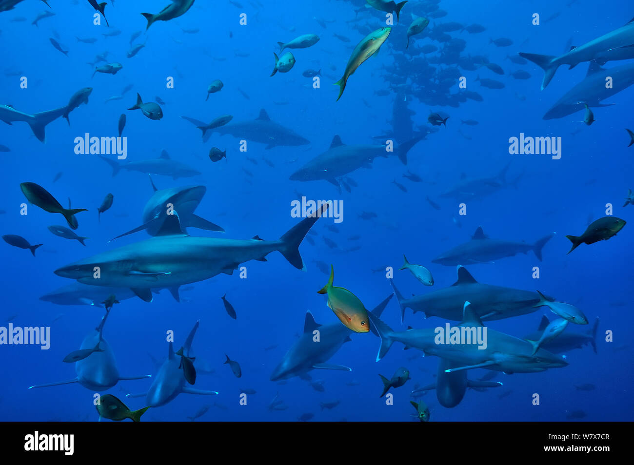 Gruppe der Silvertip Riffhaie (Carcharhinus albimarginatus) im offenen Wasser, Revillagigedo Inseln, Mexiko. Im pazifischen Ozean. Stockfoto