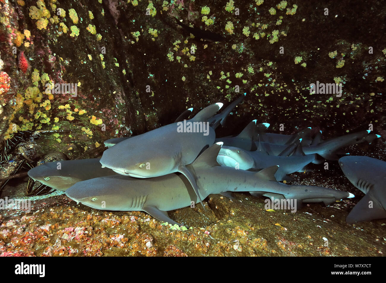 Gruppe von Weißspitzen-Riffhaie (Triaenodon obesus) ruht auf Meer, Revillagigedo Inseln, Mexiko. Im pazifischen Ozean. Stockfoto