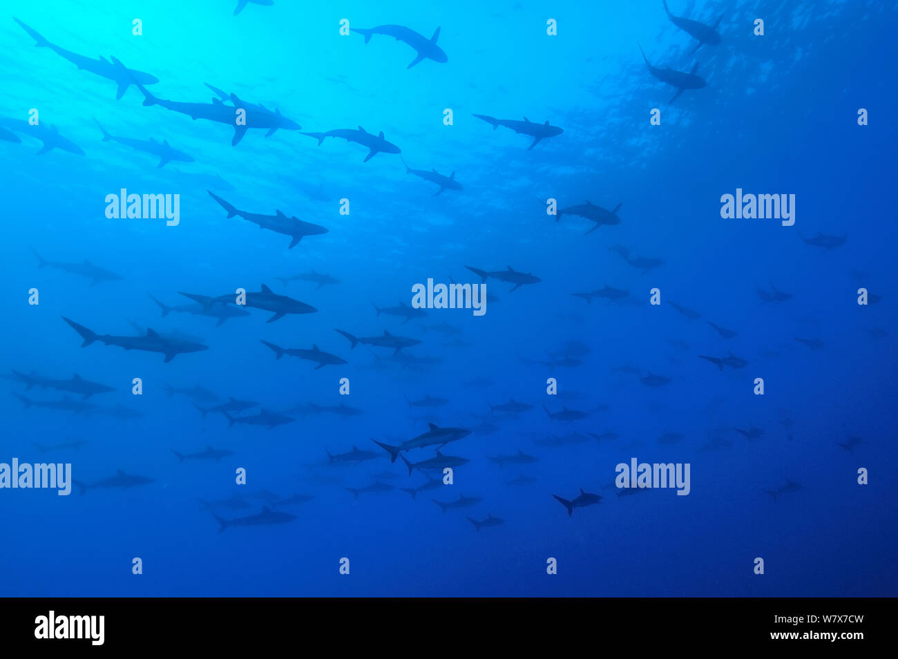 Schule der Seidenhaie (Carcharhinus falciformis) im offenen Wasser, Revillagigedo Inseln, Mexiko. Im pazifischen Ozean. Stockfoto