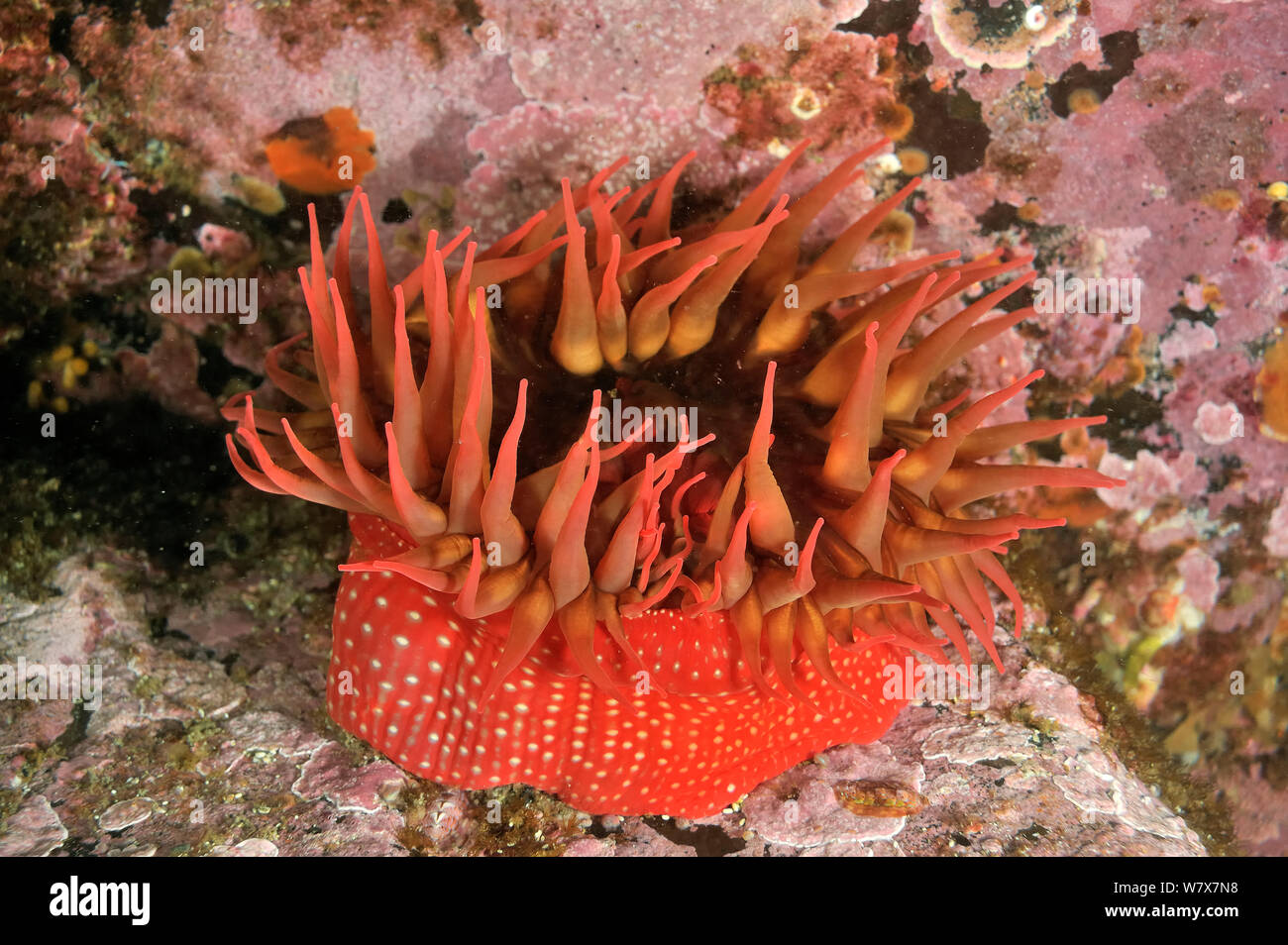 Weiß/rot-gepunktete Anemone Anemone entdeckt (Urticina lofotensis), Alaska, USA, Golf von Alaska. Im pazifischen Ozean. Stockfoto