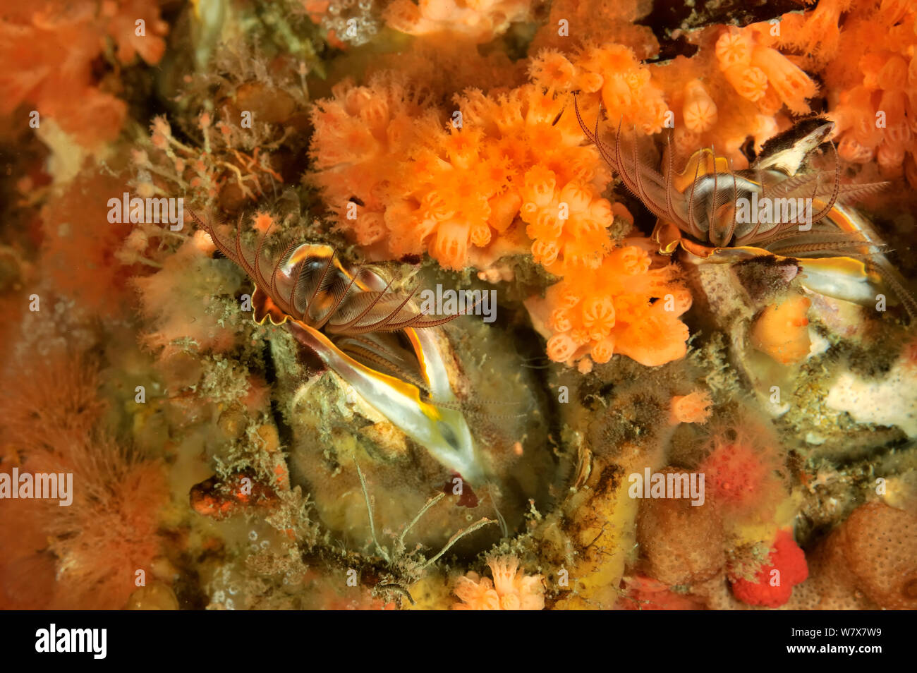 Riesige Seepocken (Balanus nubilus), Alaska, USA, Golf von Alaska. Im pazifischen Ozean. Stockfoto
