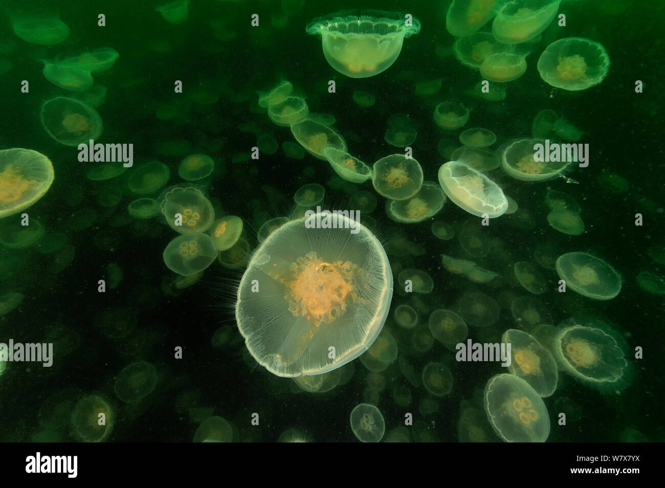 Eine Vielzahl von Mond Qualle (Aurelia Labiata), Alaska, USA, Golf von Alaska. Pazifischen Ozean. Stockfoto