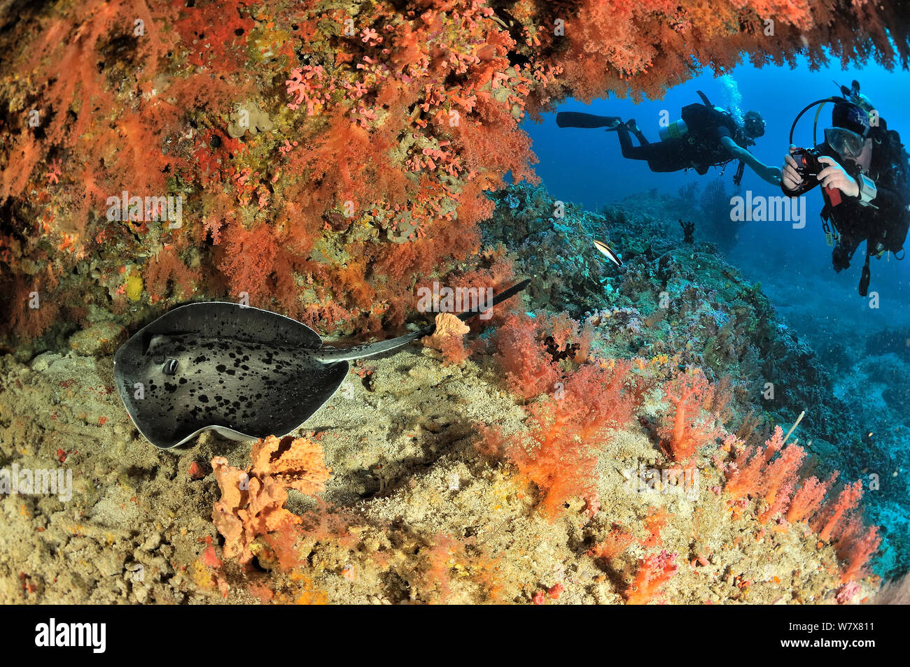 Taucher schwimmen über Drop-off bedeckt mit Weichkorallen (Scleronephthya) unter Bild eines blackspotted Stingray (Taeniura melanospilos) Malediven. Indischen Ozean. April 2011. Stockfoto