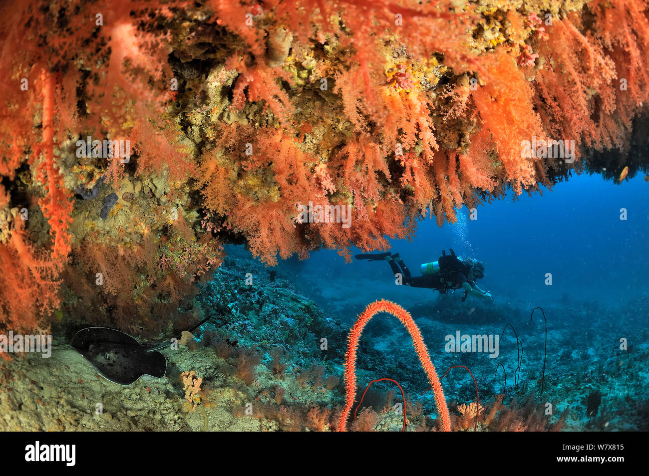 Taucher auf einem Drop off bedeckt mit Weichkorallen (Scleronephthya) mit Blackspotted Stingray (Taeniura melanospilos) Malediven. Indischen Ozean. April 2011. Stockfoto