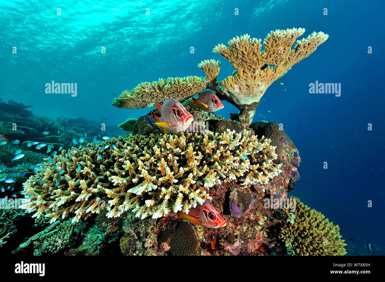 Riesige Fischliste Haie bis Husaren (Sargocentron spiniferum) und Tischkorallen (acropora) Malediven. Indischen Ozean. Stockfoto