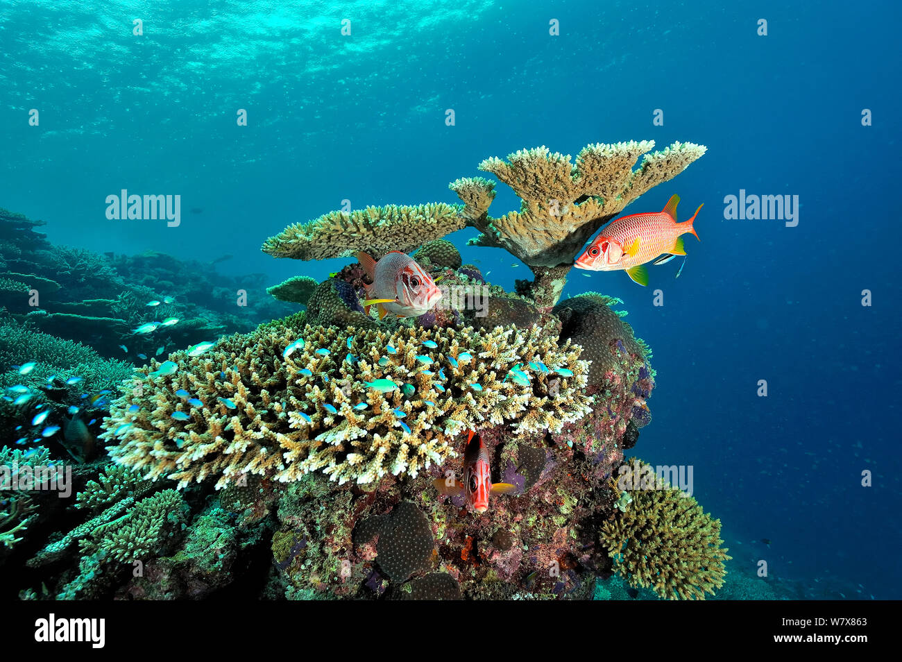 Riesige Fischliste Haie bis Husaren (Sargocentron spiniferum) und Tischkorallen (acropora) Malediven. Indischen Ozean. Stockfoto