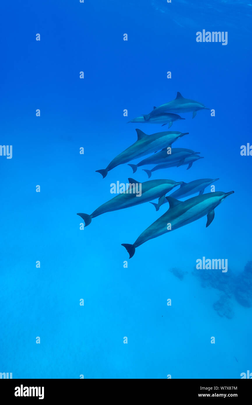 Gruppe von Delfinen (Stenella longirostris) Ägypten. Das rote Meer. Stockfoto