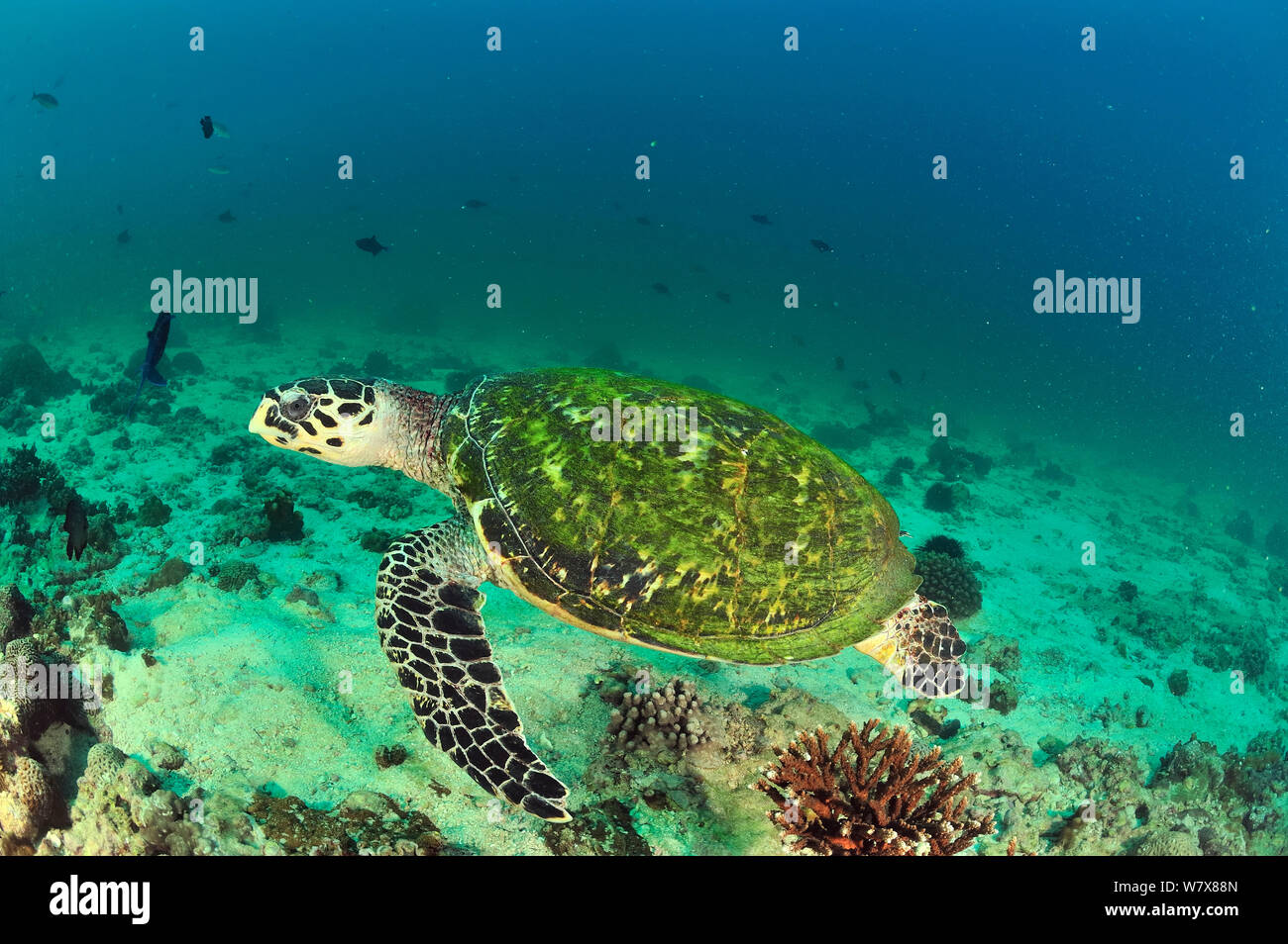 Schwimmen Karettschildkröte (Eretmochelys imbricata), Daymaniyat Inseln, Oman. Golf von Oman. Stockfoto