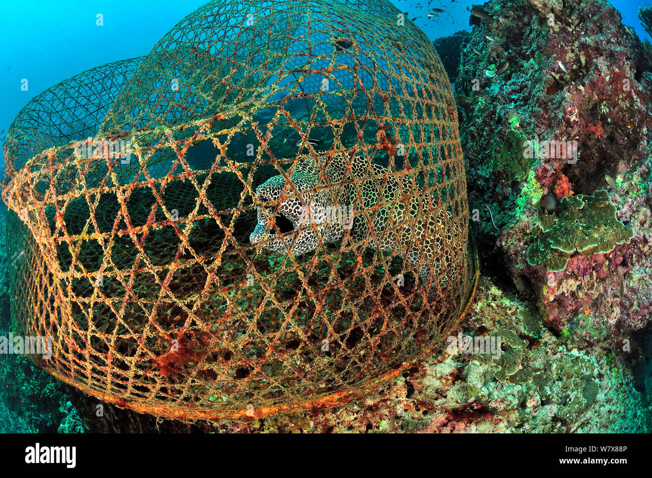 Waben Sie-Muräne (Gymnothorax Favagineus) gefangen im Falle eines Fischers, Daymaniyat Inseln, Oman. Golf von Oman. Stockfoto