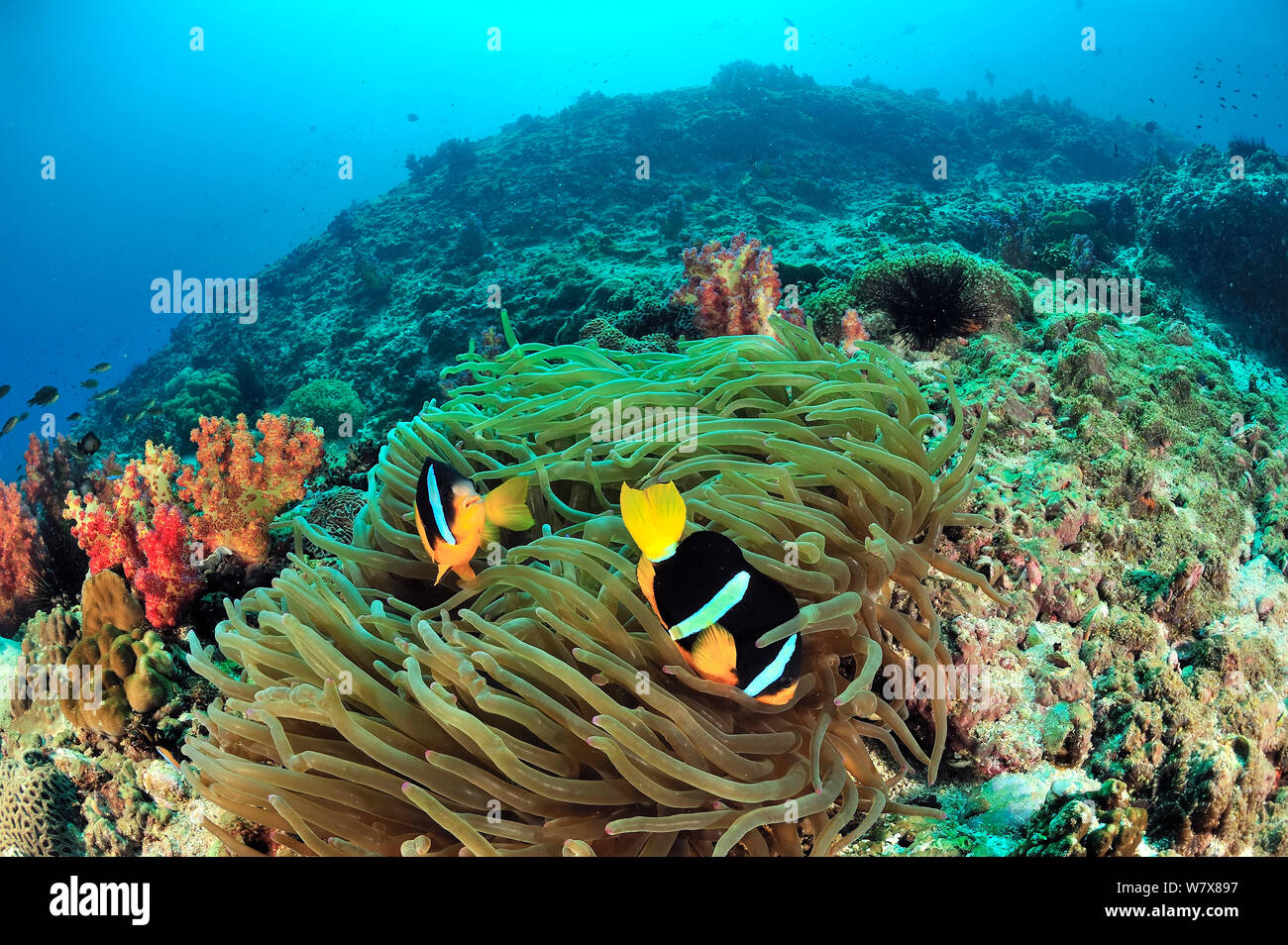 Clark (anemonenfischen Amphiprion Clarkii) in herrlichen Seeanemone, Daymaniyat Inseln, Oman. Golf von Oman. Stockfoto