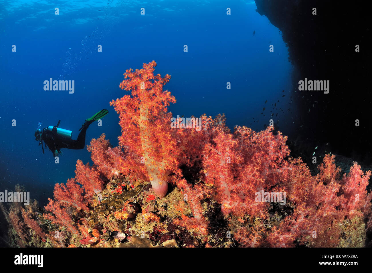 Taucher schwimmen auf einem Riff mit Weichkorallen (dendronephthya), Daymaniyat Inseln, Oman. Golf von Oman. Oktober 2010. Stockfoto