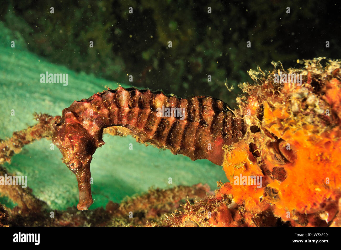 Suez/Ägyptischen Seepferdchen Seepferdchen (Hippocampus suezensis), Daymaniyat Inseln, Oman. Golf von Oman. Stockfoto
