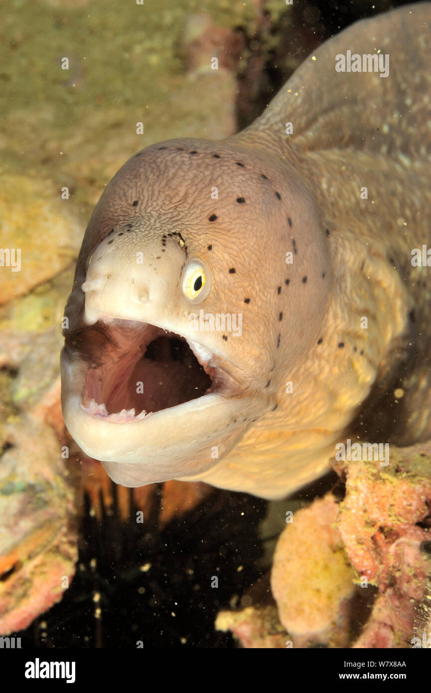 Peppered Moray (Siderea grisea), Daymaniyat Inseln, Oman. Golf von Oman. Stockfoto