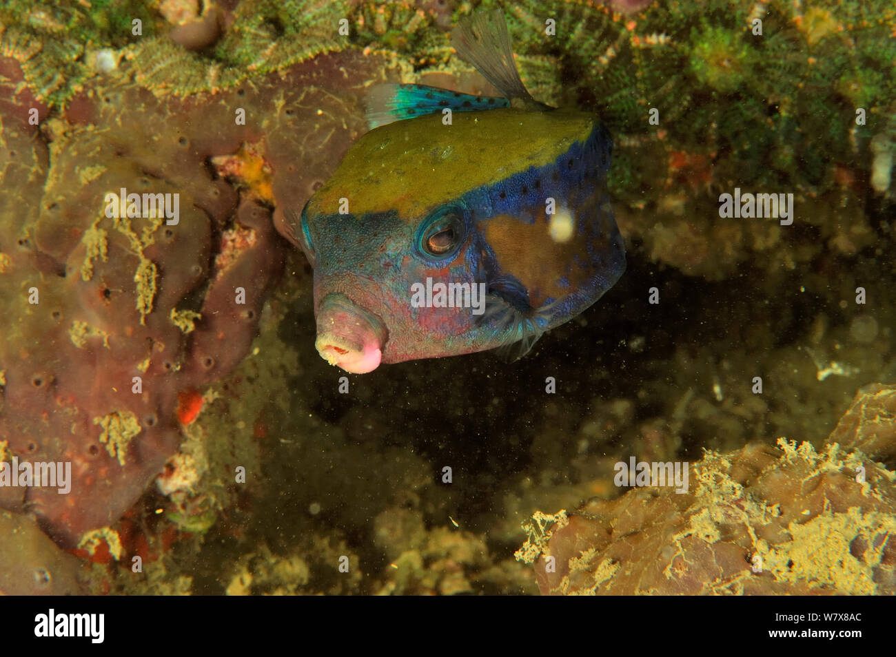 (Bluetail Kofferfische/Kofferfisch Ostracion cyanurus), Daymaniyat Inseln, Oman. Golf von Oman. Stockfoto
