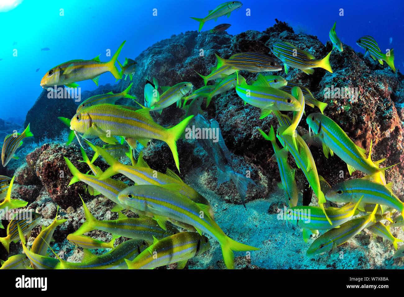 Mexikanische Meerbarben (Mulloidichthys Dentatus) und Blau-gold Schnapper (Lutjanus viridis) in einem Feeding Frenzy über Drückerfische Eier, Halbinsel Baja California, Mexiko. Meer von Cortez. Stockfoto