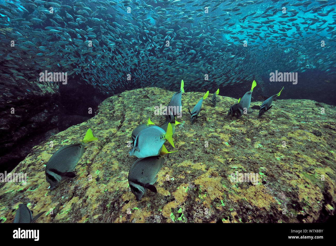 Yellowtail Doktorfische (Prionurus punctatus) weiden Algen mit einer Schule von Jack Makrelen (Trachurus symmetricus) Halbinsel Baja California, Mexiko. Meer von Cortez. Stockfoto