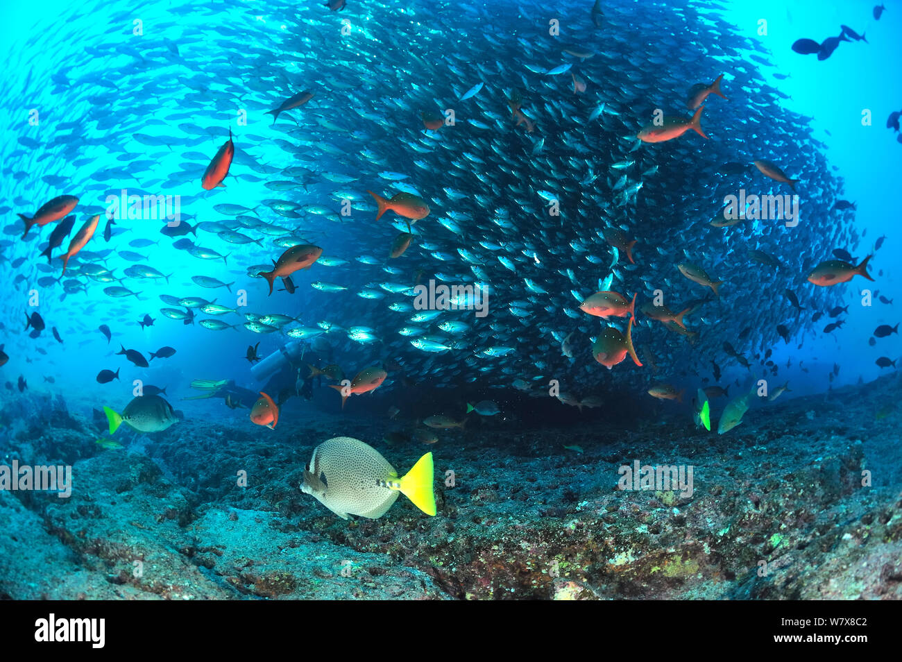 Taucher in der Nähe eine sehr große Schule von Großaugenthun scads (Selar crumenophthalmus) Halbinsel Baja California, Mexiko. Meer von Cortez. Oktober 2010. Stockfoto